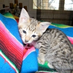 Savannah, F-3C, Female, Brown/black spotted, DOB 2-15-16