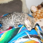 Savannah, F-3C, Female, Brown/black spotted, DOB 2-15-16