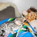 Savannah, F-3C, Female, Brown/black spotted, DOB 2-15-16