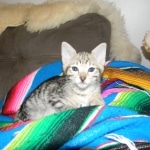 Savannah, F-3C, Female, Brown/black spotted, DOB 2-15-16