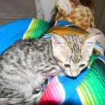 Savannah, F-3C, Female, Brown/black spotted, DOB 2-15-16