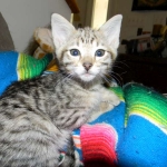 Savannah, F-3C, Female, Brown/black spotted, DOB 2-15-16