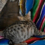 Savannah, F-3C, Female, Brown/black spotted, DOB 2-15-16