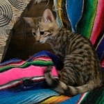 Savannah, F-3C, Female, Brown/black spotted, DOB 2-15-16