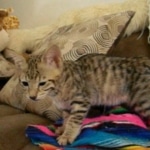 Savannah, F-3C, Female, Brown/black spotted, DOB 2-15-16