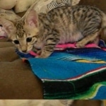 Savannah, F-3C, Female, Brown/black spotted, DOB 2-15-16