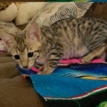 Savannah, F-3C, Female, Brown/black spotted, DOB 2-15-16