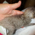 Savannah, F-3C, Brown/silver, female, DOB 4-20-17