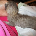 Savannah, F-3C, Brown/silver, female, DOB 4-20-17