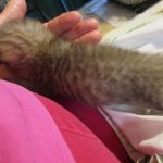 ISavannah, F-3C, Brown/silver, female, DOB 4-20-17