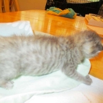 Savannah, F-3C, Brown/silver, female, DOB 4-20-17