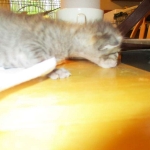 Savannah, F-3C, Brown/silver, female, DOB 4-20-17