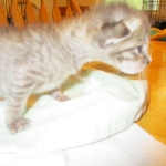 Savannah, F-3C, Brown/silver, female, DOB 4-20-17