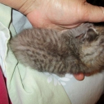 Savannah, F-3C, Brown/silver, female, DOB 4-20-17