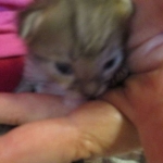 Savannah, F-3C, Brown/silver, female, DOB 4-20-17