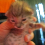 Savannah, F-3C, Brown/silver, female, DOB 4-20-17