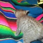 Savannah, F-3C, Brown/silver, female, DOB 4-20-17