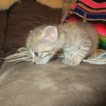 Savannah, F-3C, Brown/silver, female, DOB 4-20-17