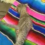 Savannah, F-3C, Brown/silver, female, DOB 4-20-17