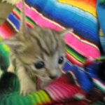 Savannah, F-3C, Brown/silver, female, DOB 4-20-17