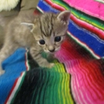 Savannah, F-3C, Brown/silver, female, DOB 4-20-17