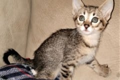 Savannah F-3C BST female DOB 4-17-20