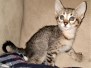 Savannah F-3C BST female DOB 4-17-20