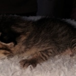 Savannah, F-3C, BST, Female, DOB 4-17-20