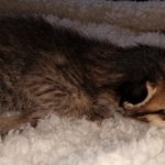 Savannah, F-3C, BST, Female, DOB 4-17-20