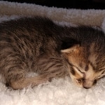 Savannah, F-3C, BST, Female, DOB 4-17-20