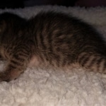 Savannah, F-3C, BST, Female, DOB 4-17-20