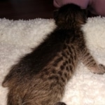 Savannah, F-3C, BST, Female, DOB 4-17-20