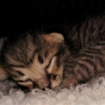 Savannah, F-3C, BST, Female, DOB 4-17-20