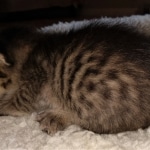 Savannah, F-3C, BST, Female, DOB 4-17-20