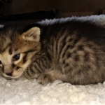 Savannah, F-3C, BST, Female, DOB 4-17-20