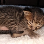 Savannah, F-3C, BST, Female, DOB 4-17-20