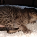 Savannah, F-3C, BST, Female, DOB 4-17-20