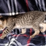 Savannah, F-3C, BST, Female, DOB 4-17-20