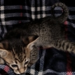 Savannah, F-3C, BST, Female, DOB 4-17-20