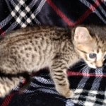 Savannah, F-3C, BST, Female, DOB 4-17-20