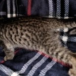 Savannah, F-3C, BST, Female, DOB 4-17-20