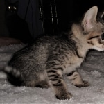 Savannah, F-3C, BST, Female, DOB 4-17-20