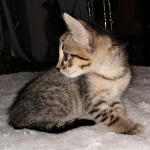 Savannah, F-3C, BST, Female, DOB 4-17-20