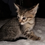 Savannah, F-3C, BST, Female, DOB 4-17-20