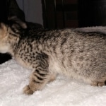 ISavannah, F-3C, BST, Female, DOB 4-17-20