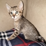 Savannah, F-3C, BST, Female, DOB 4-17-20