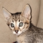 Savannah, F-3C, BST, Female, DOB 4-17-20