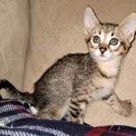 Savannah, F-3C, BST, Female, DOB 4-17-20