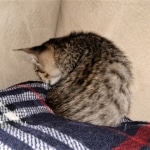 Savannah, F-3C, BST, Female, DOB 4-17-20