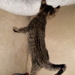 Savannah, F-3C, BST, Female, DOB 4-17-20